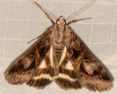 Drasteria grandirena