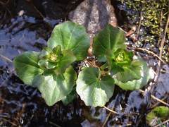Cardamine cordifolia
