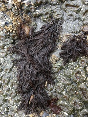 Cryptosiphonia woodii