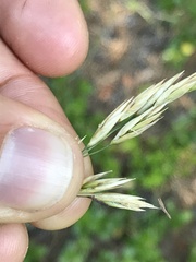 Festuca campestris