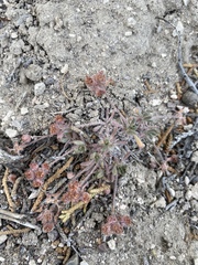 Eriogonum villiflorum