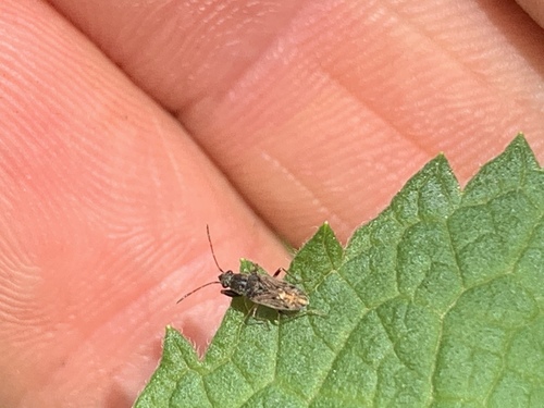 Pale-spotted Seed Bug photo 3