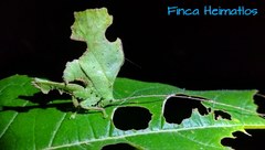 Typophyllum bolivari