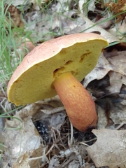 Baorangia