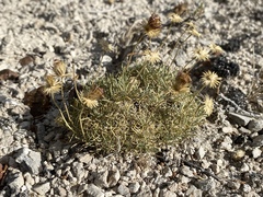 Erigeron compactus