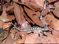 Abronia taeniata