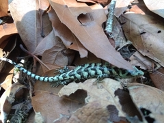 Abronia taeniata