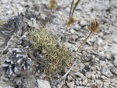 Erigeron compactus