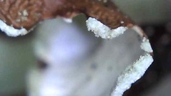 Cetrelia cetrarioides