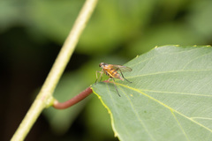 Rhagio hirtus