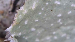 Cetrelia cetrarioides