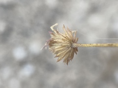 Erigeron compactus