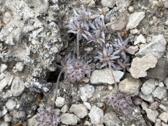 Eriogonum villiflorum