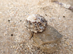Tall-Ribbed Limpet