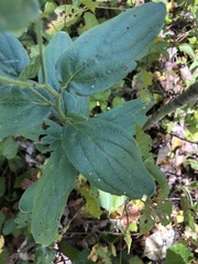 Lithospermum virginianum