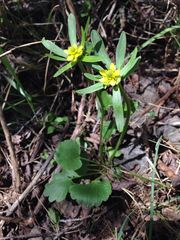 Ranunculus inamoenus