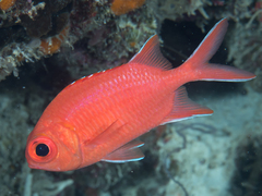 Whitetip Soldierfish photo 4