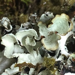 Cetrelia cetrarioides