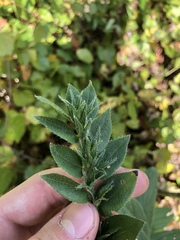 Lithospermum virginianum
