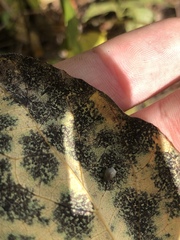 Lithospermum virginianum