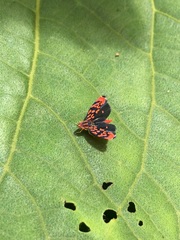 Ladoffa dependens