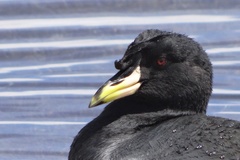 Fulica cornuta