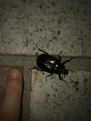 Osmoderma eremicola