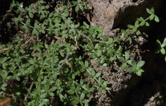 Galium californicum