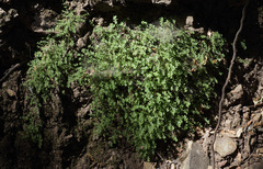 Galium californicum