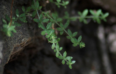 Galium californicum