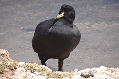 Fulica cornuta