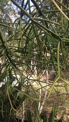 Euphorbia tirucalli