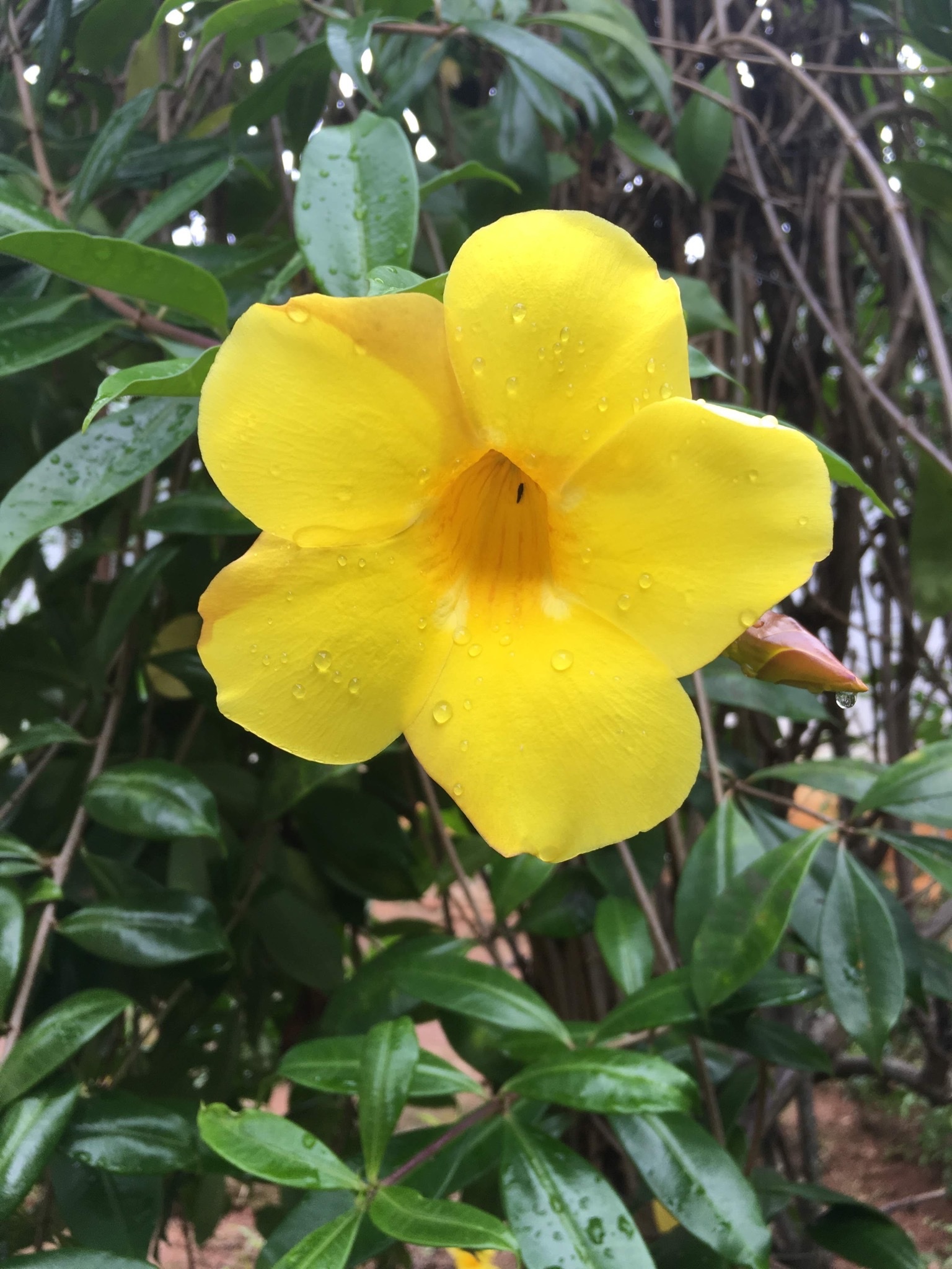 Allamanda cathartica