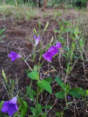 Ruellia runyonii