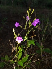 Ruellia runyonii