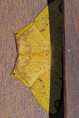 Nepheloleuca complicata