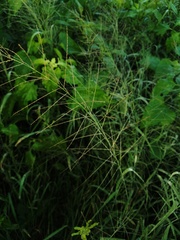 Leptochloa panicea