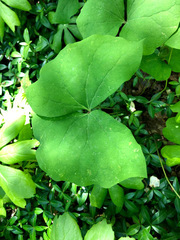 Jeffersonia diphylla