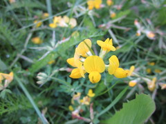 Lotus corniculatus