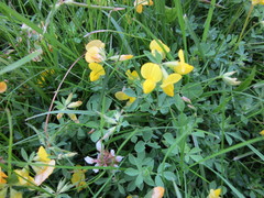 Lotus corniculatus