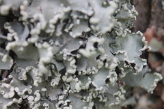 Parmotrema reticulatum image
