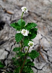 Phyla fruticosa