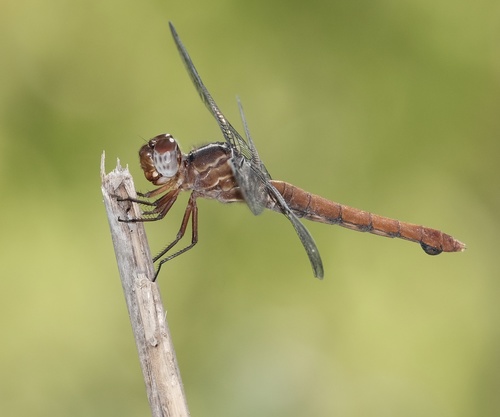 Carmine Skimmer photo 5
