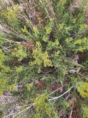 Chrysothamnus viscidiflorus viscidiflorus