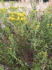 Chrysothamnus viscidiflorus viscidiflorus