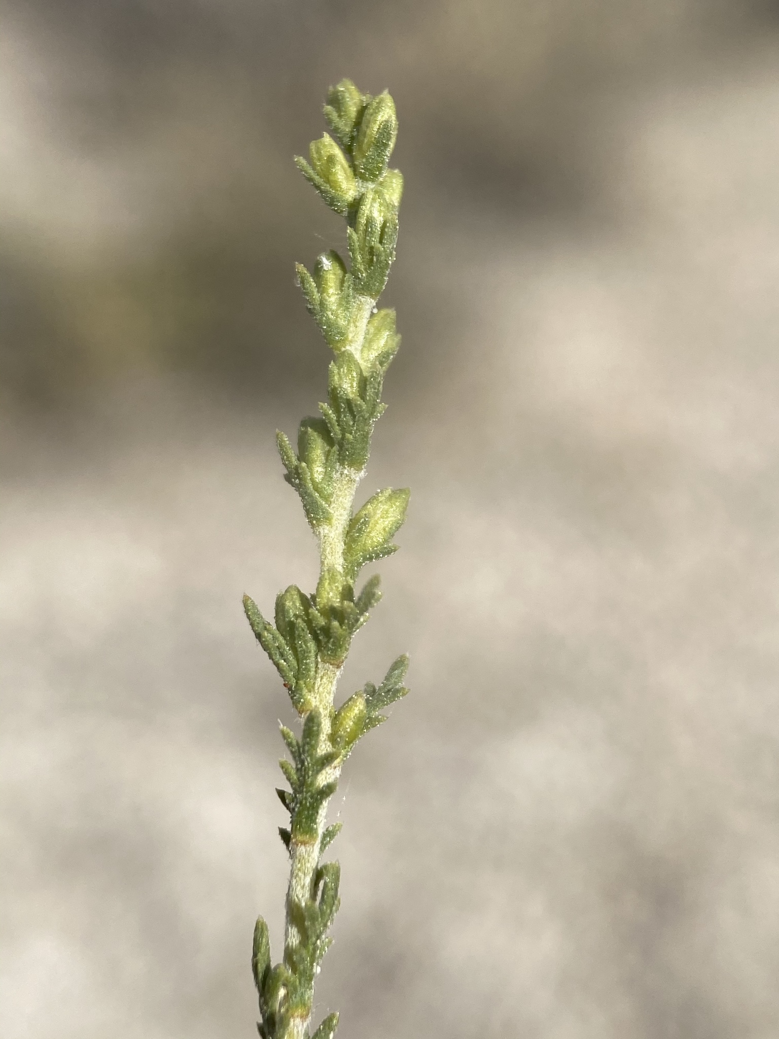 Artemisia pygmaea