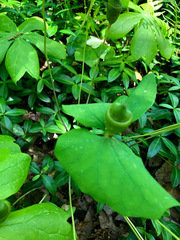 Jeffersonia diphylla