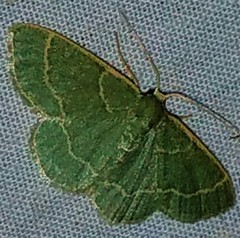 Chlorochlamys phyllinaria