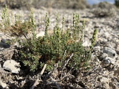 Artemisia pygmaea