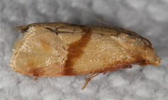 Cochylis caulocatax